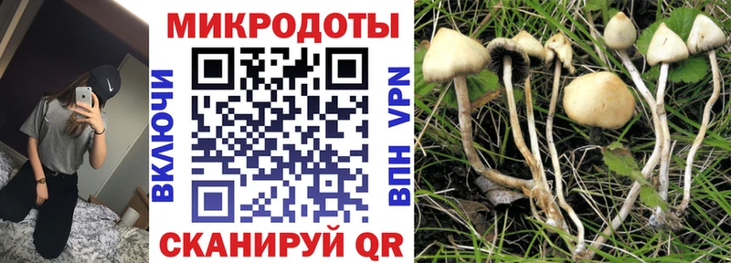 Псилоцибиновые грибы Psilocybe где купить Богучар